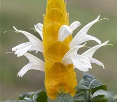 Pachystachys lutea