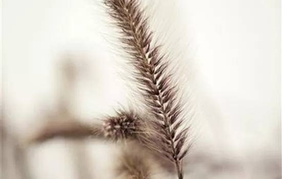 Pennisetum setaceum 'Red Fox'