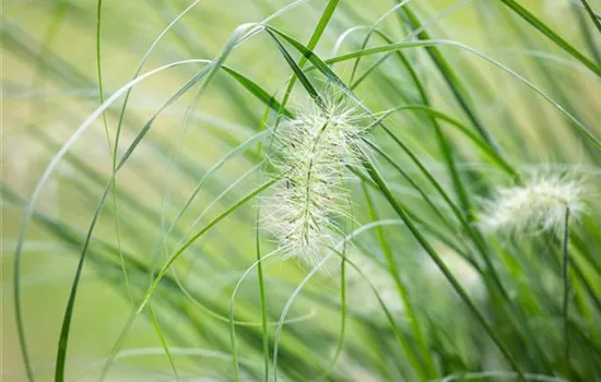 Pennisetum setaceum 'Skyrocket'