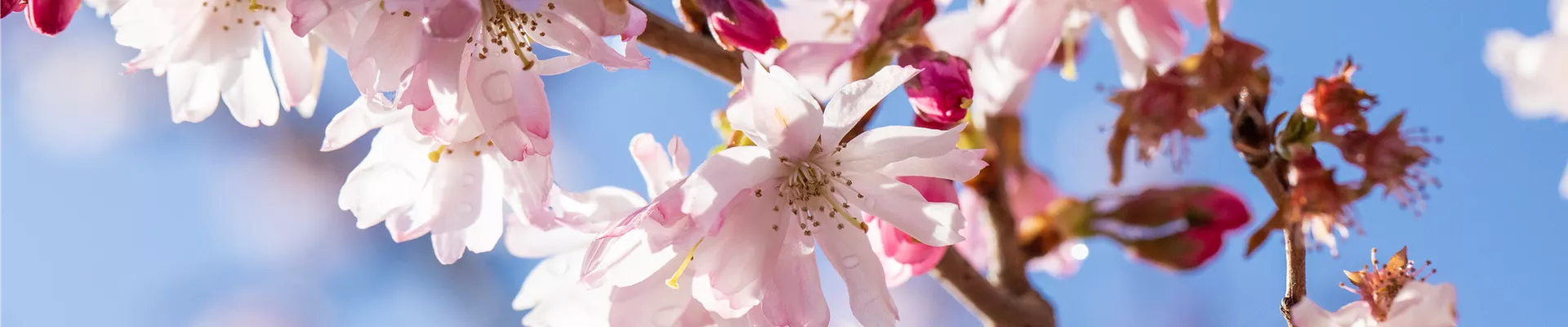Kirschblüte