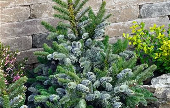 Picea bicolor 'Howell's Dwarf Tigertail'