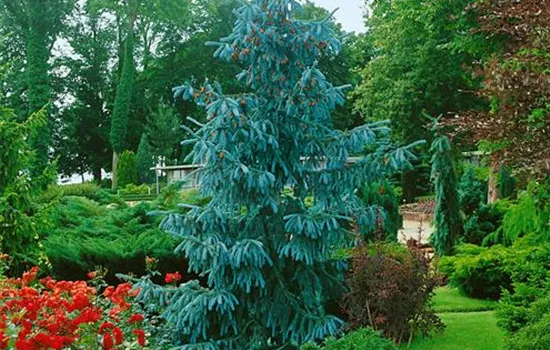 Picea engelmannii Bush's Lace