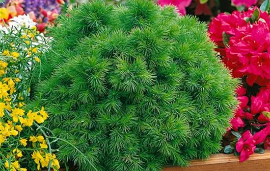 Picea glauca Blue Teardrop