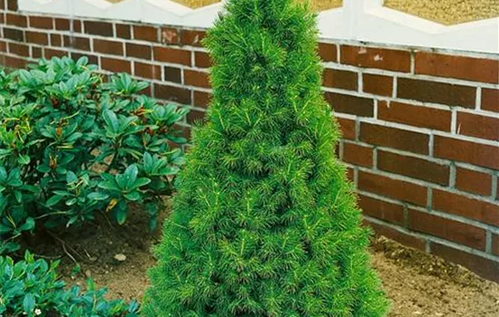Picea glauca 'Conica'