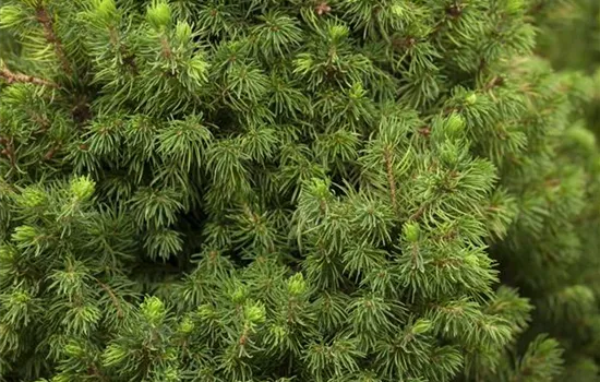 Picea glauca Daisy's White