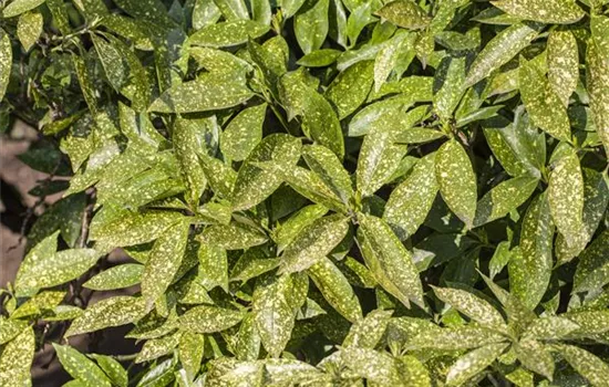 Aucuba japonica Mr. Goldstrike