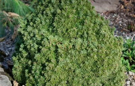 Picea glauca 'Humpty Dumpty'