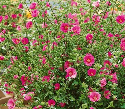 Anisodontea capensis 'Elegant Lady'