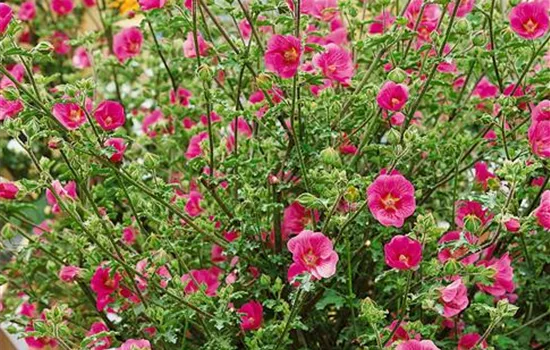Anisodontea capensis 'Elegant Lady'