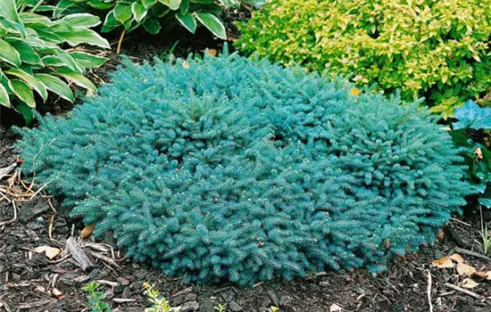 Picea mariana 'Ericoides'