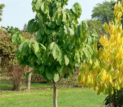 Asimina triloba