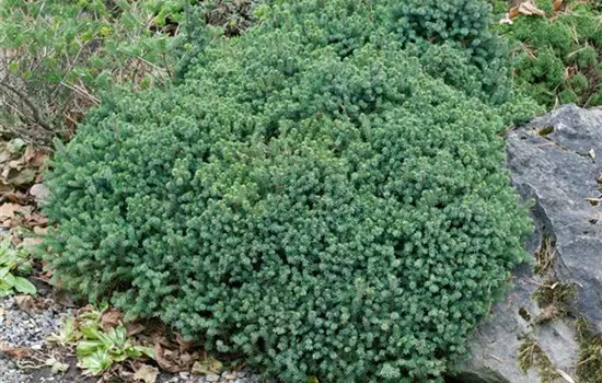 Picea mariana 'Nana'