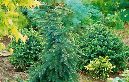 Picea omorika 'Bruns'