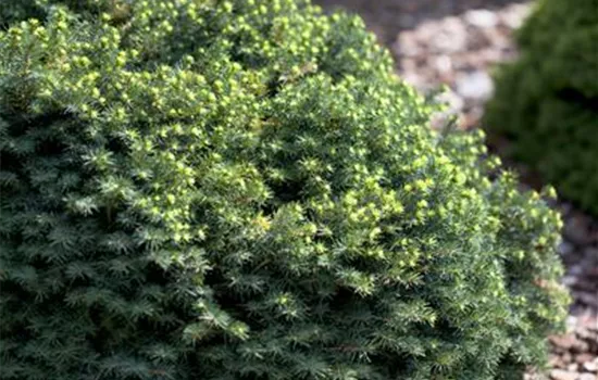 Picea omorika 'Karel'