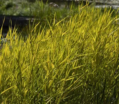 Phragmites australis 'Aurea'