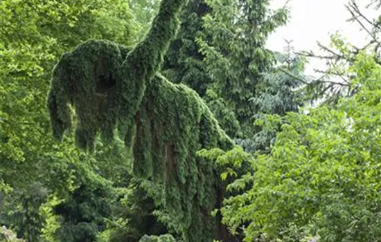 Picea omorika 'Pendula Bruns'