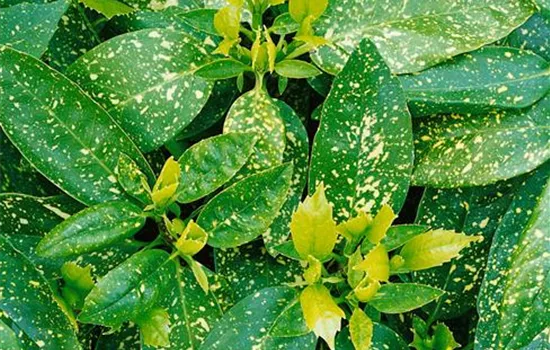 Aucuba japonica japonica 'Variegata'