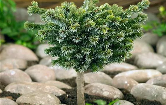 Picea omorika 'Pimoko'