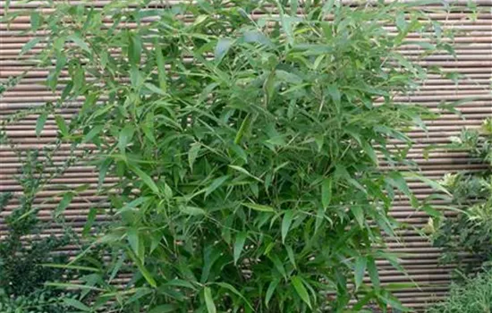 Phyllostachys atrovaginata 'Green Perfume'