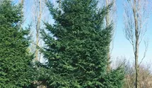 Nodding Oriental Spruce