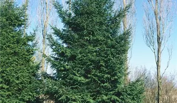Nodding Oriental Spruce