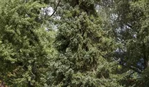 Nodding Oriental Spruce
