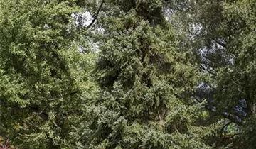 Nodding Oriental Spruce