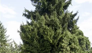Nodding Oriental Spruce