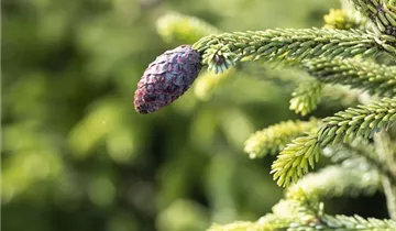 Nodding Oriental Spruce
