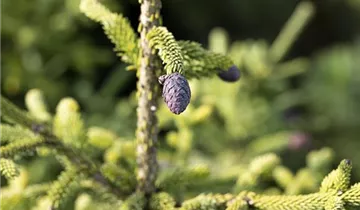 Nodding Oriental Spruce