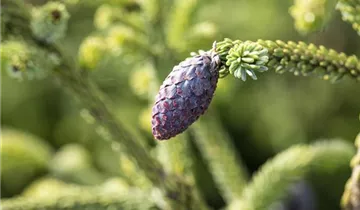 Nodding Oriental Spruce