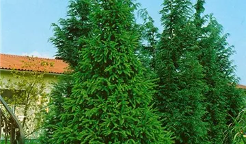 Nodding Oriental Spruce