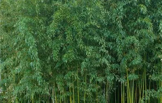 Phyllostachys aureosulcata 'Lamatempel'