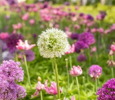 Allium 'Mount Everest'