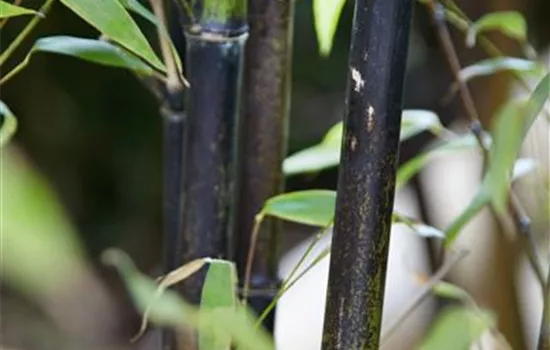Phyllostachys nigra