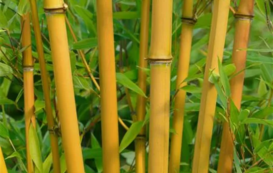 Phyllostachys vivax 'Aureocaulis'