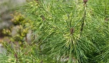 Japanische Strauchkiefer 'Cesarini´s Variegated'