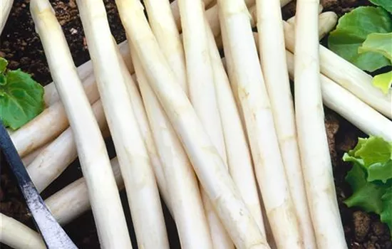 Asparagus officinalis 'Gijnlim'