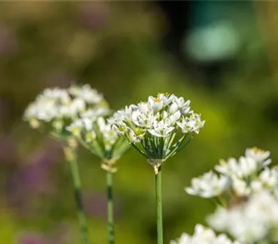Allium neapolitanum
