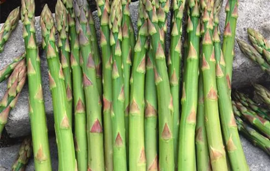 Asparagus officinalis Mondeo