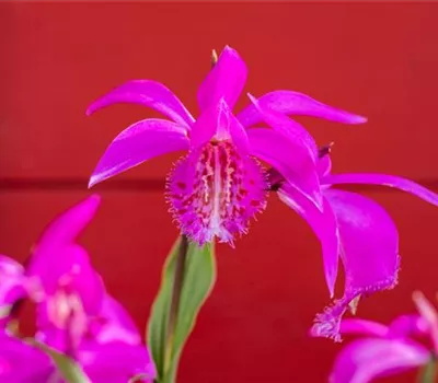 Pleione formosana