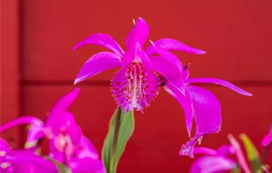 Pleione formosana