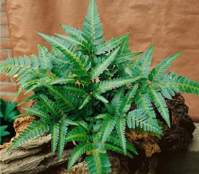 Polystichum acrostichoides