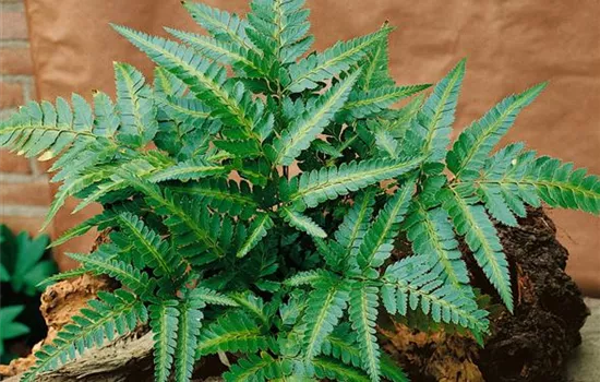 Polystichum acrostichoides