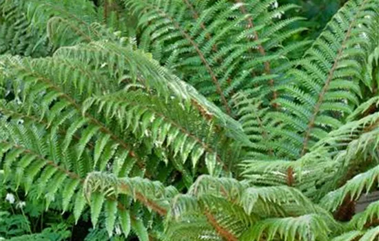 Polystichum polyblepharum