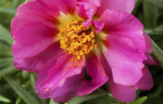 Portulaca grandiflora 'Prachtmischung'