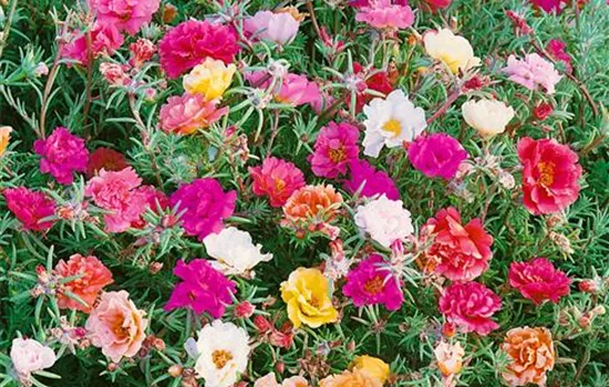 Portulaca umbraticola