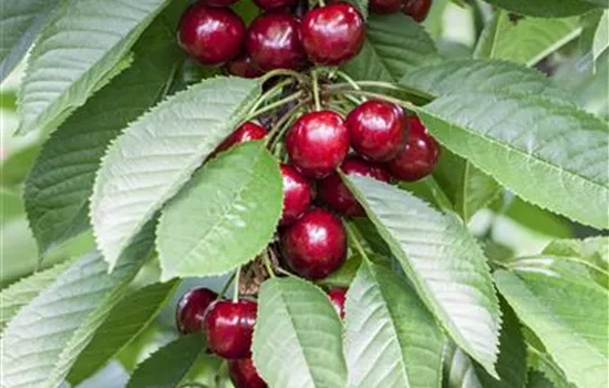 Prunus avium Van
