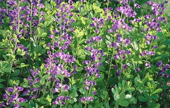 Baptisia australis