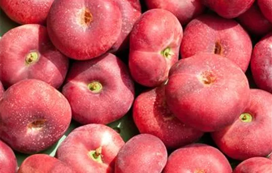 Prunus persica 'Flachpfirsich'